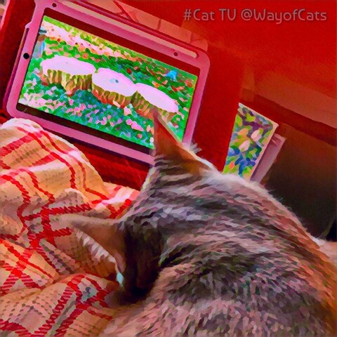Framed from the back, a gray tabby teen cat head lying on a fold of pale plaid blanket while watching an iPad video of birds feeding in a forest, on three stumps illustrating Soothe Them With Nature.