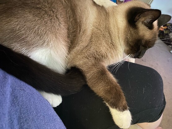 A snowshoe Siamese cat, draped over a womanâ€™s tight covered thigh.