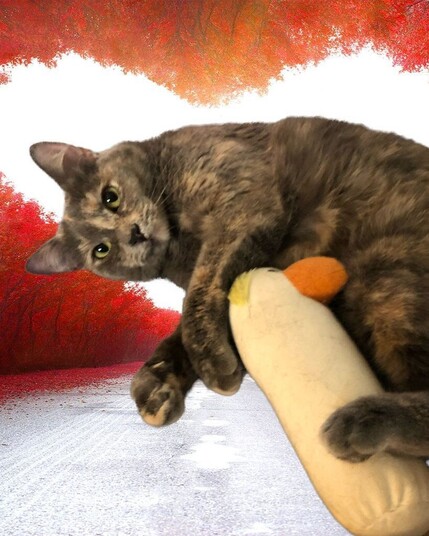 A dilute tortoishell kitten is sprawled across a heart themed background while holding a stuffed chicken toy.