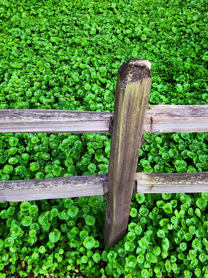 Photo of a washed out old wooden fence artistically framed by a whole field of bright green clovers (honestly, they are probably just small round-leaf ground cover, but I am going to choose to say they are lucky shamrocks because it is St. Patrick’s Day)