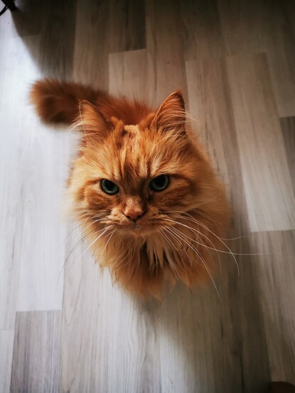 A sitting half-Persian long haired ginger cat with very long white whiskers seen from above. He is actually begging for food.