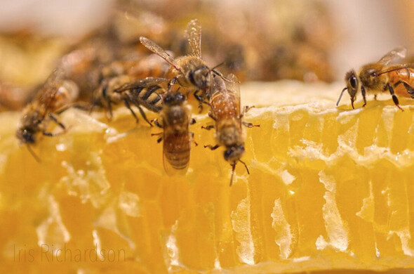 Honeybees on top of a sliced honeycomb feasting on their honey. Artist Iris Richardson