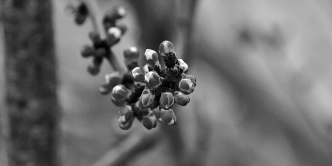 Tree, flowers, macro, black and white, photo