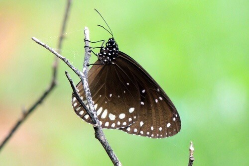 Butterfly with black and white wings
