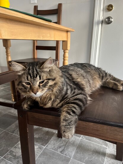 A tired kitten on a kitchen table chair.