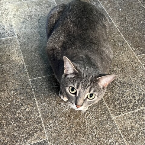 A tabby cat sitting on the floor looking up at the camera