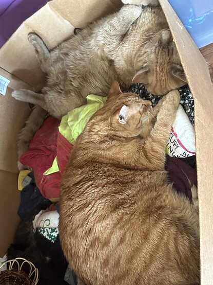 Two orange cats sleeping in a box. One bright orange. One more muted.