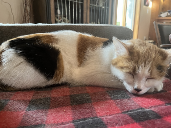 Dot, an adorable calico not so-named because she has dots, is napping deeply