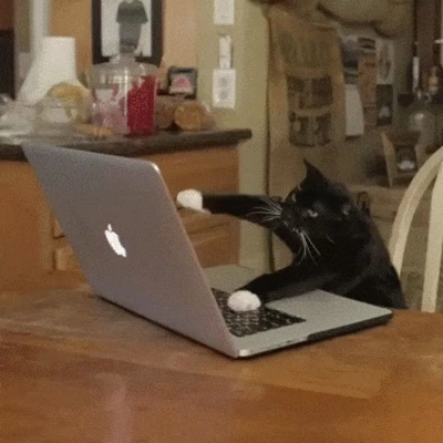Gif of various cats typing furiously on keyboards