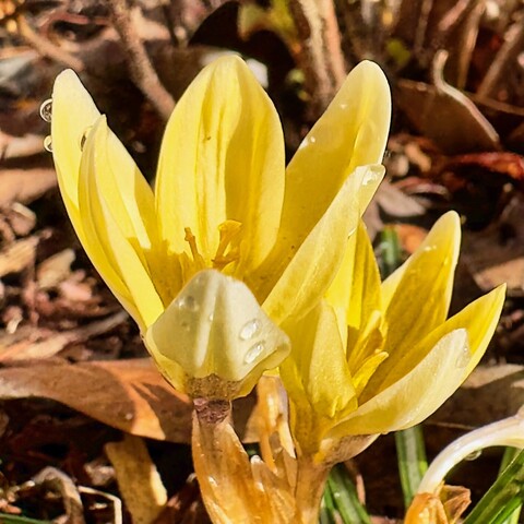 Two yellow crocus flowers with rain from a storm still clinging to them