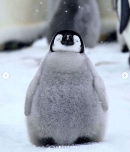 小雪が降る中で瞑想するように佇む赤ちゃんペンギン