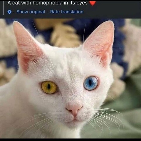 A white cat with Heterochromia. Caption reads â€œA cat with homophobia in its eyesâ€�