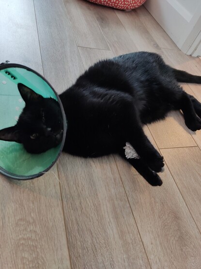 A solid black cat, wearing a cone of shame, with a toy between his front paws.