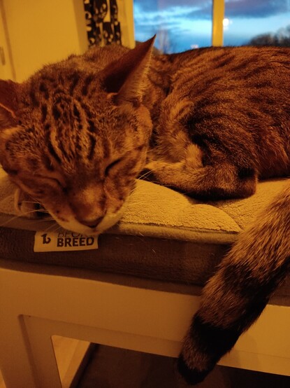 A chocolat point occicat cat sleeping on a cubic pet bed.