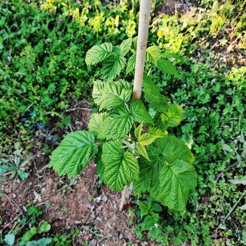 40cm tall raspberry plant (woody stem with spines), covered by a moltitude of young leaves (bright green lamina, with multiple veins and spiky margins), sustained by a wooden stick.