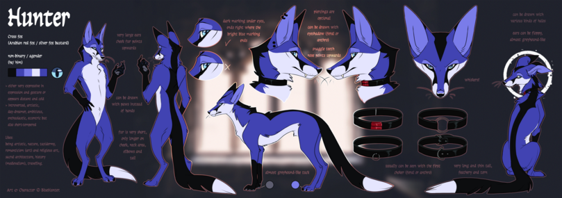 Reference of a blue fox.