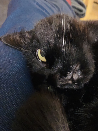 Close up picture of Luna’s (Luna is a cat). She has all black fur, yellow eyes, and a single black whisker