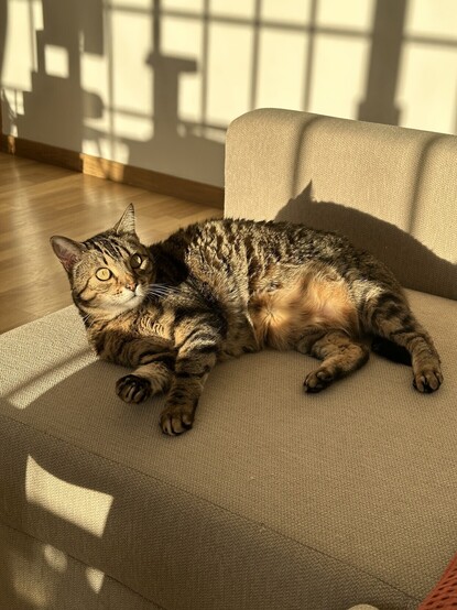 Tofu tumbado sobre el sofÃ¡ mientras le da el sol de tarde.