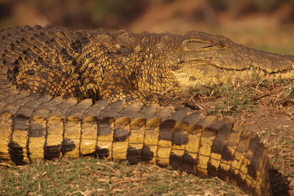 Crocodile, Chobe National Park, Botswana