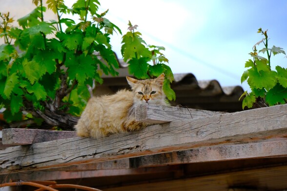 A fluffy tabby cat rests on a pergola next to some vines.