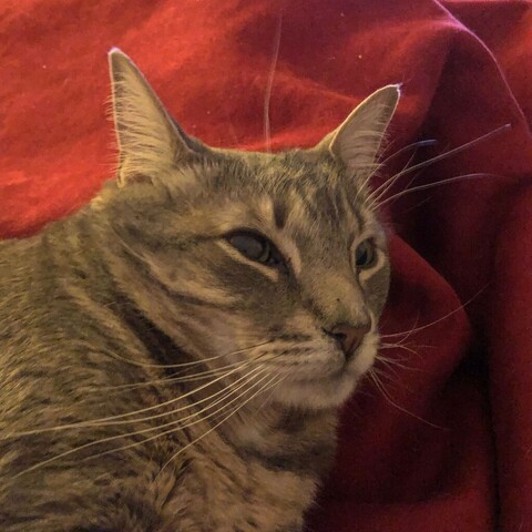 A gray tabby cat lies on a red blanket with his face in an intent listening expression.