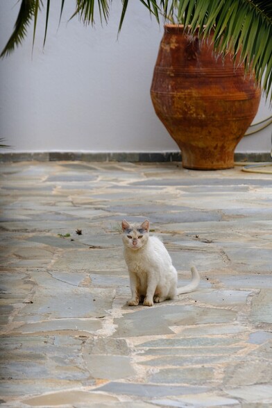An eggshell white and grey cat sits on the eggshell white and grey floor of a patio.