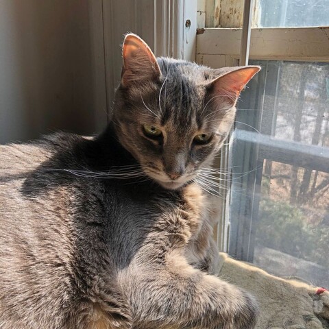 The front half of a gray tabby cat in winter sunlight through an uncurtained window, with piercing golden eyes and long white whiskers.