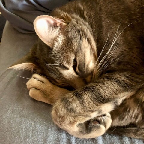 A gray tabby teen cat rests his head on a complicated arrangement of paws while lying on a blue flannel sheet on a bed.