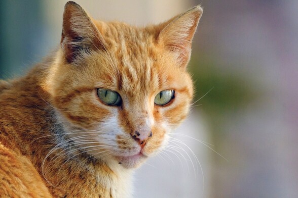 Portrait of a red tabby cat with some white spots, looking at the camera.