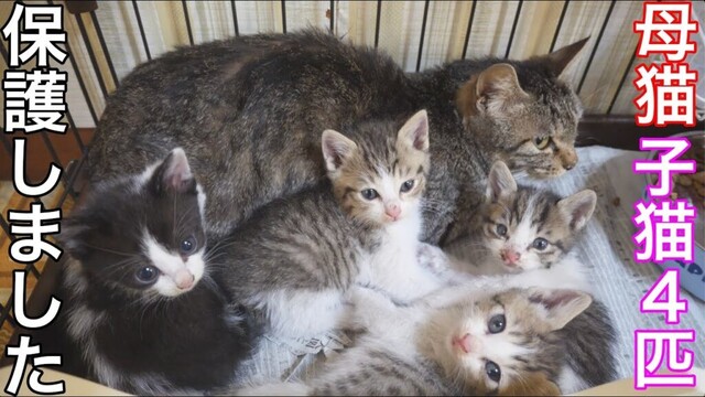 【保護猫】母猫と子猫4匹を保護しました