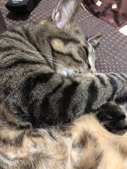 A Tabby Cat Sleeping
キジトラ猫の寝姿