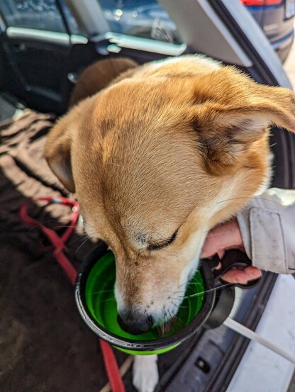 Buddy, a dog, drinks water from a bowl