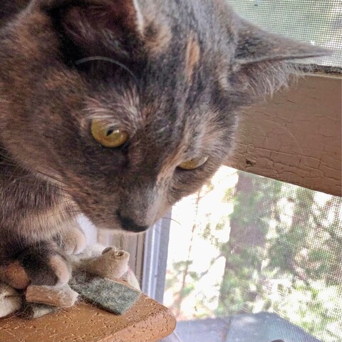 Closeup of the head of a dilute tortoiseshell teen cat seemingly transfixed by the spring air of an opened window.