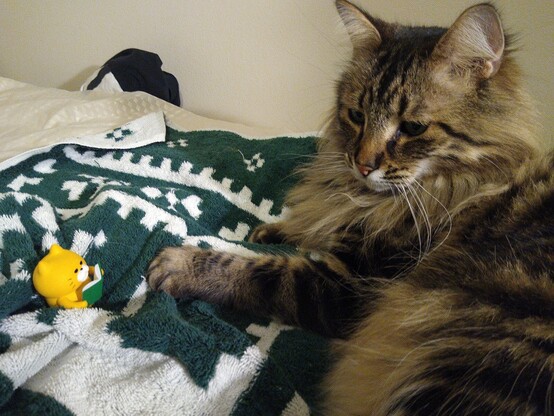 Two cats on a bed. One cat is a small, yellow, plastic cat figurine holding an open green book as if the cat is reading it.
The other cat, on the right, is a real cat of a Norwegian Forest Cat breed. A brown/black hair mix. They are looking down at the figurine, most likely in confusion.