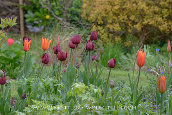 A cluster of densely planted deep purple tulips Ayaan and orange Ballerina against the green backdrop of my garden.