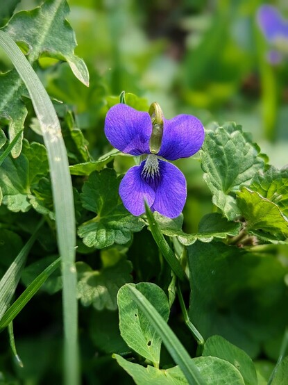 Common violet flower among various green grasses