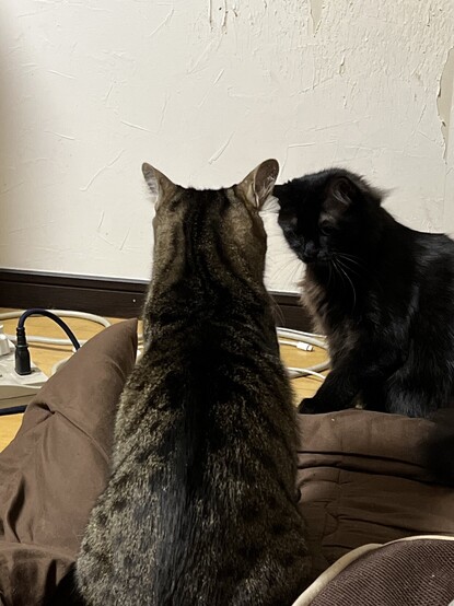 黒猫とキジトラが睨み合っている
A black cat and a tabby cat are staring at each other.