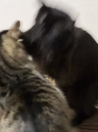 黒猫とキジトラ猫の喧嘩
Fight between a black cat and a tabby cat