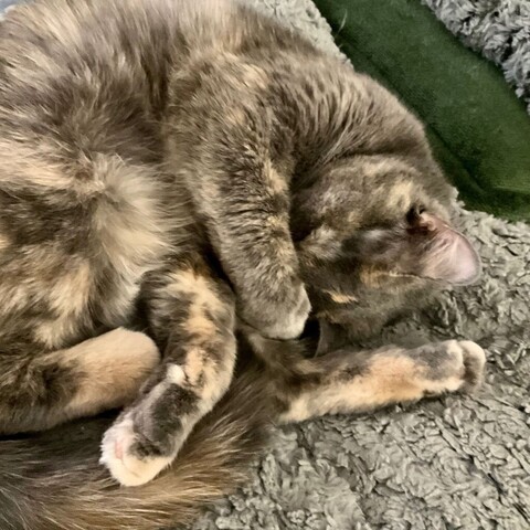 A dilute tortoiseshell teen cat is curled up on dark blankets with all four paws pointing in different directions.