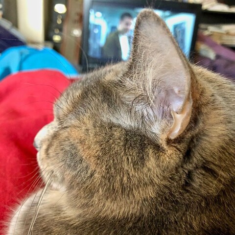 The profile of a dilute tortoishell teen cat with one large ear tilted towards the camera lens.