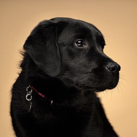 A 10-month old female English black labrador, sitting for a portrait in front of a beige backdrop
