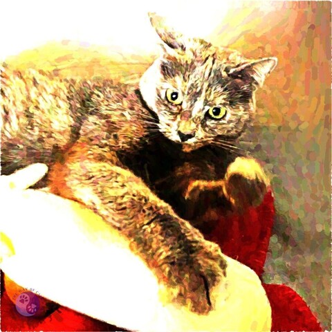 A dramatic gouache filter highlights an imperious looking dilute tortoiseshell teen cat with one paw pinning a canvas stuffed toy to the floor with the other front paw upraised and ready to strike again illustrating Dear Pammy, Do cats want to be our boss?