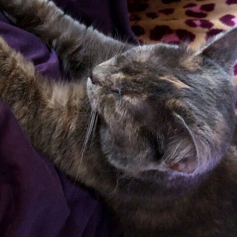 The head of a dilute tortoiseshell teen cat with her paws outstretched  but unseen as she happily drowses in a lap of pajamas with a purple top and magenta animal pattern pants.