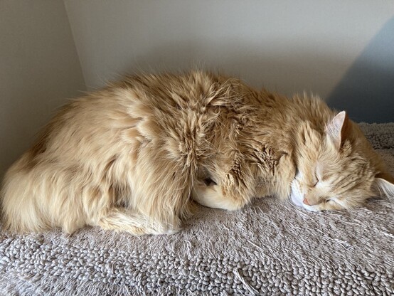 Goby, a fluffy green eyed ginger cat, sleeping on the desk on top of beige looped mat.