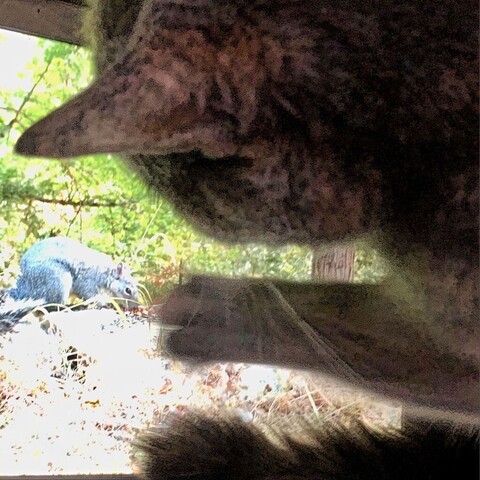 Shot from above, a dilute tortoiseshell teen cat tries to catch the big fat squirrel in the center of the video.