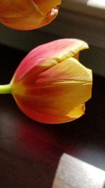 Close up photo of a red-orange tulip from the side.