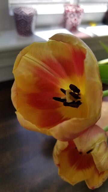 Close-up photo of a red-orange tulip, looking inside the bloom.