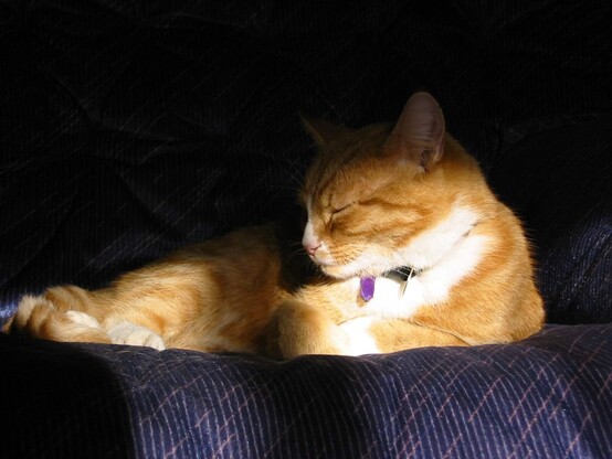 A ginger cat snoozing, curled up on a blue couch, dappled in sun beams and shadows