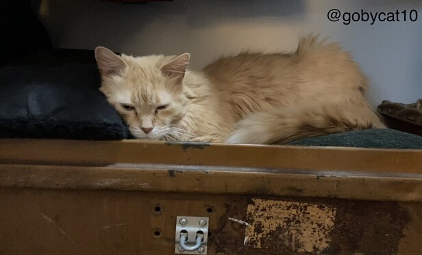 Goby, a fluffy green eyed ginger cat, napping in an old brown metal trunk atop a green towel. His head is resting on a black cat bed. The lid is missing.