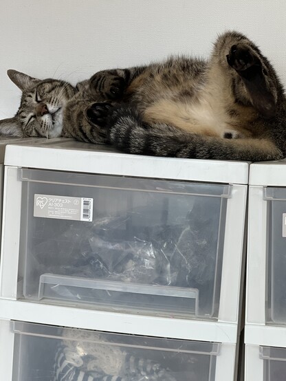 眠るキジトラ
A Sleeping  tabby cat